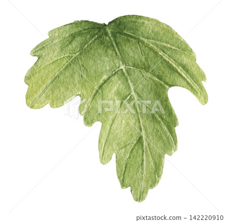 Watercolor green hibiscus leaf with detailed veins and lobed edges, an illustration for botanical collections, wedding stationery, invitations, cards, packaging, textiles and craft projects. Watercolor green hibiscus leaf with detailed veins and lobed edges, an illustration for botanical collections, wedding stationery, invitations, cards, packaging, textiles and craft projects. 142220910