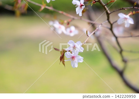 Refreshing wild cherry blossoms Refreshing wild cherry blossoms 142220950