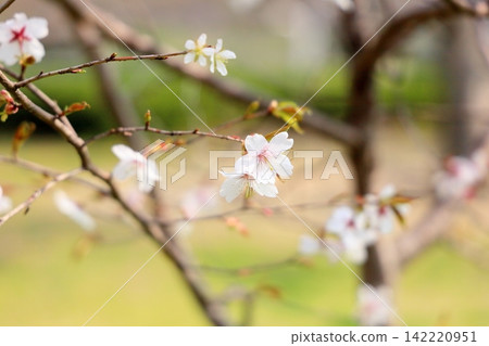 Refreshing wild cherry blossoms Refreshing wild cherry blossoms 142220951