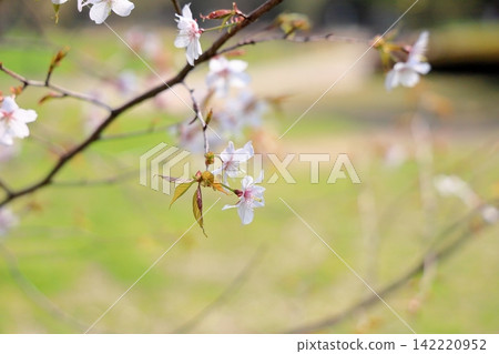 Refreshing wild cherry blossoms Refreshing wild cherry blossoms 142220952