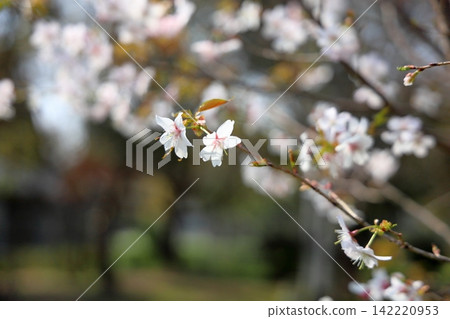 Refreshing wild cherry blossoms 142220953