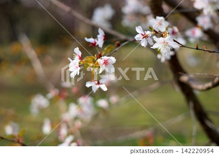 Refreshing wild cherry blossoms Refreshing wild cherry blossoms 142220954