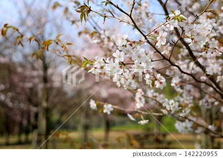 Refreshing wild cherry blossoms Refreshing wild cherry blossoms 142220955
