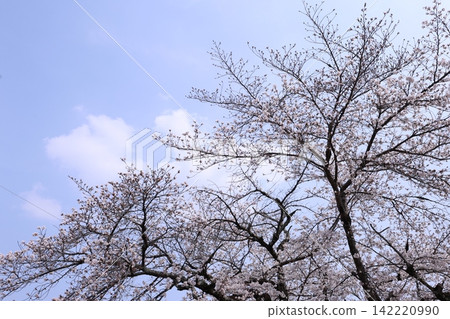 Fluffy cherry tree Fluffy cherry tree 142220990