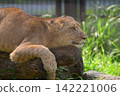 一頭雌獅躺在圓木上。 142221006