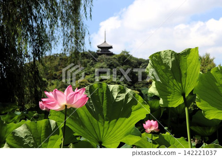 神奈川縣橫濱市三溪園的蓮花和三層寶塔。 神奈川縣橫濱市三溪園的蓮花和三層寶塔。 142221037