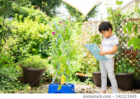 A first-grade boy is writing a picture diary of morning glories for his summer homework. A first-grade boy is writing a picture diary of morning glories for his summer homework. 142221045