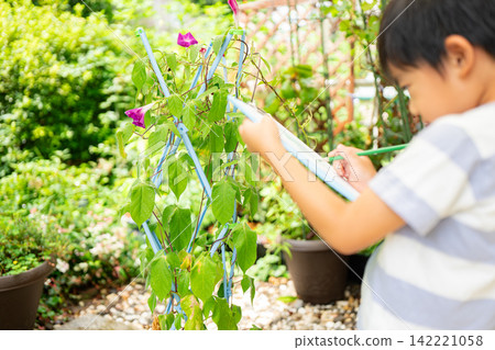 A first-grade boy is writing a picture diary of morning glories for his summer homework. A first-grade boy is writing a picture diary of morning glories for his summer homework. 142221058