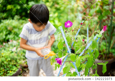 A first-grade boy is writing a picture diary of morning glories for his summer homework. A first-grade boy is writing a picture diary of morning glories for his summer homework. 142221073