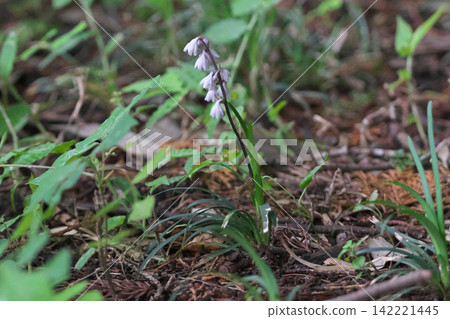 Wild-growing Ophiopogon japonicus Wild-growing Ophiopogon japonicus 142221445