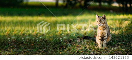 Beautiful tabby cat sitting attentively in a green grassy field Beautiful tabby cat sitting attentively in a green grassy field 142221523