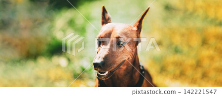 Close-up portrait of a brown Miniature Pinscher Close-up portrait of a brown Miniature Pinscher 142221547