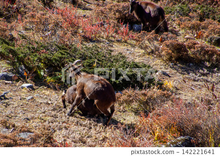 Mating of Himalayan tahr 142221641