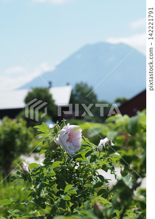 Japanese rose flowers and Mount Yotei Japanese rose flowers and Mount Yotei 142221791