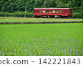 A Nagara River Railway train running across rice paddies. 142221843