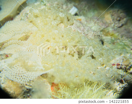 野豬魚卵 野豬魚卵 142221855