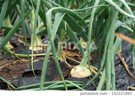 Onion cultivation before harvest: Onion field (May) Home garden Onion cultivation before harvest: Onion field (May) Home garden 142221993