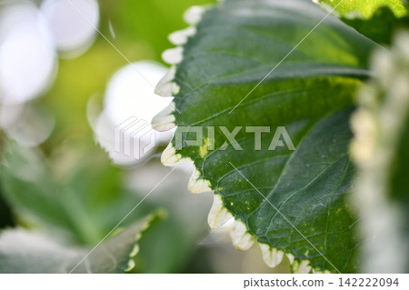 Frilly leaves Frilly leaves 142222094