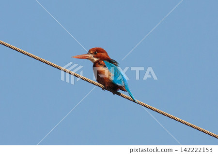 尼泊爾的藍翠鳥 尼泊爾的藍翠鳥 142222153