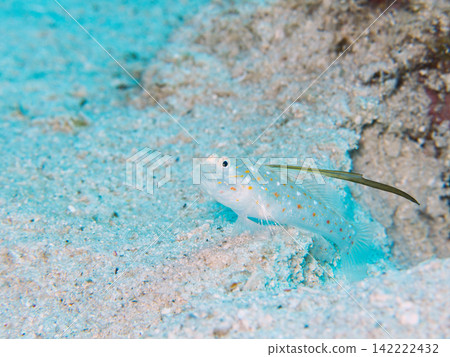 A goby resting on the sandy bottom. A goby resting on the sandy bottom. 142222432