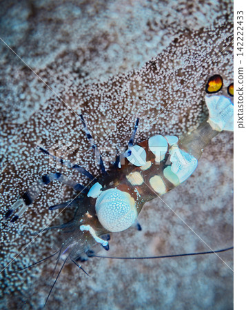 An anemone shrimp resting on a coral. An anemone shrimp resting on a coral. 142222433