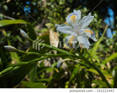白色chaga花 白色chaga花 142222443