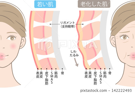 The structure of supporting ligaments: Aging and the faces of young women The structure of supporting ligaments: Aging and the faces of young women 142222493