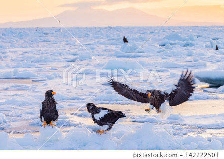 Steller's sea eagle landing 142222501