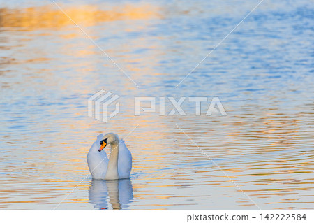 Swan 142222584