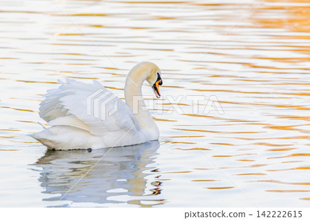 Swan Swan 142222615