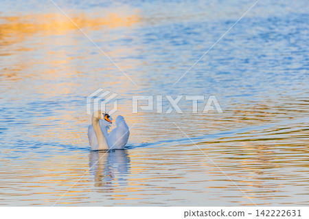 Swan Swan 142222631