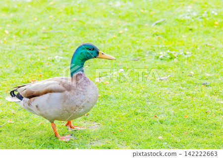 Male mallard Male mallard 142222663