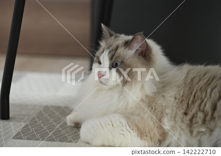 Ragdoll Ragdoll 142222710