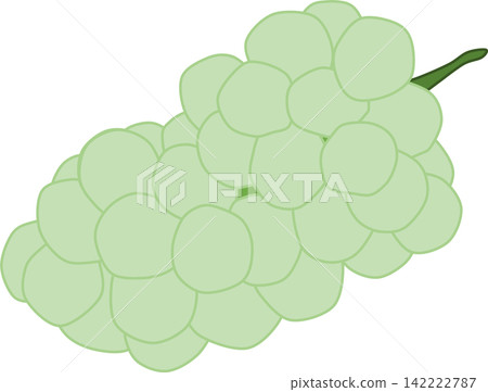 秋季美食插畫(Shine Muscat葡萄) 秋季美食插畫(Shine Muscat葡萄) 142222787