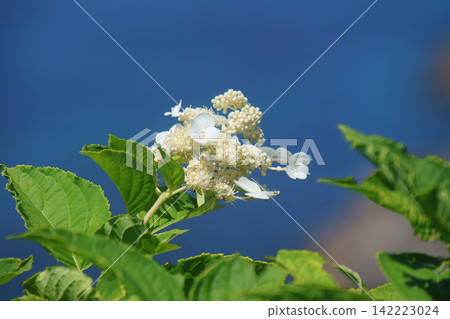 繡球花 - 島梅海岸(北海道積丹町) 繡球花 - 島梅海岸(北海道積丹町) 142223024