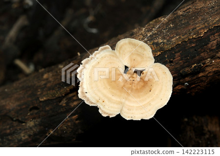 A beautiful pale beige mushroom with ring-shaped markings, belonging to the Polyporaceae family (Japanese natural fungi/mushroom ecology macro photography). A beautiful pale beige mushroom with ring-shaped markings, belonging to the Polyporaceae family (Japanese natural fungi/mushroom ecology macro photography). 142223115