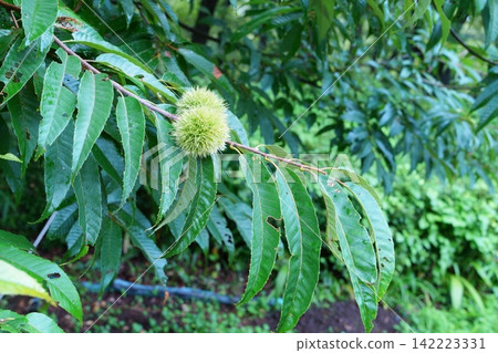 Blue chestnut Blue chestnut 142223331