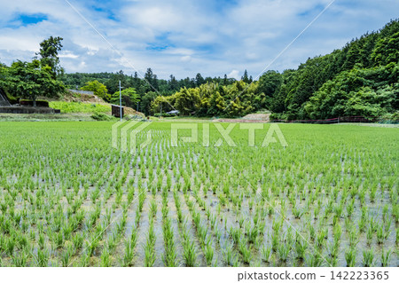Rice paddy after rice planting Rice paddy after rice planting 142223365