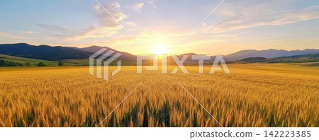 Aerial view of vast golden wheat fields at sunrise showcasing a picturesque countryside landscape Aerial view of vast golden wheat fields at sunrise showcasing a picturesque countryside landscape 142223385