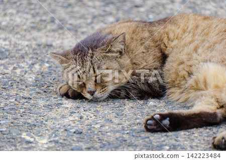 A cat to take a nap A cat to take a nap 142223484