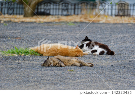 A cat to take a nap A cat to take a nap 142223485