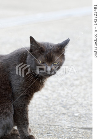 Looking black cat Looking black cat 142223491