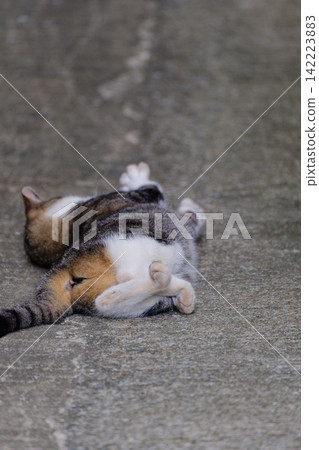 A cat stretching while lying down. A cat stretching while lying down. 142223883