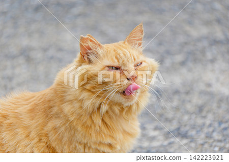 A cat staring with its tongue sticking out. A cat staring with its tongue sticking out. 142223921