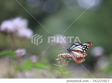 板栗虎在藤箱間翩翩起舞 板栗虎在藤箱間翩翩起舞 142223927