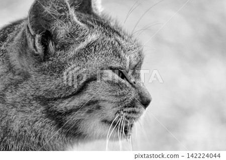 The cat's expression conveys a sense of melancholy. The cat's expression conveys a sense of melancholy. 142224044