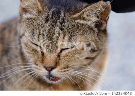 A cute, sleepy-looking cat with its eyes closed. A cute, sleepy-looking cat with its eyes closed. 142224048