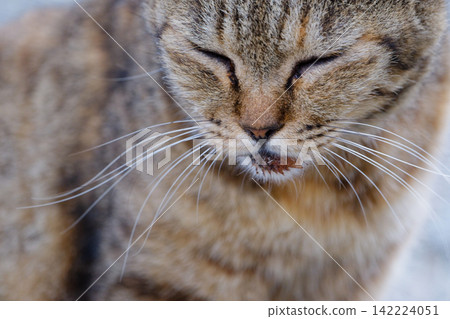 The cat has its eyes closed and looks sleepy, but it's trying its best to stare. The cat has its eyes closed and looks sleepy, but it's trying its best to stare. 142224051