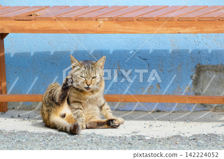 A cat basking in the sun at a fishing port A cat basking in the sun at a fishing port 142224052