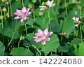 蜻蜓停在蓮花上 142224080